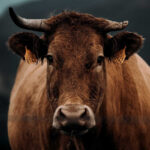 Cattle Post Mixed Wednesday Action