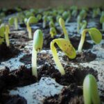 Soybeans Rally to the Teens on Tuesday Following EPA News, Ratings Drop